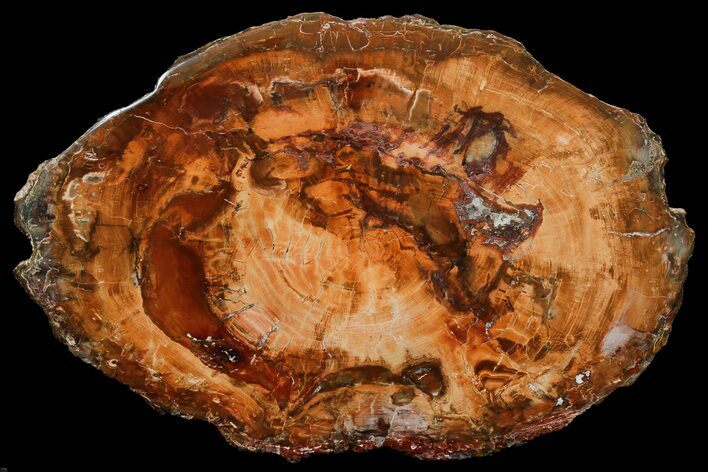 Wide, Brilliant Red Petrified Wood Tabletop - Junggar Basin, China #180237